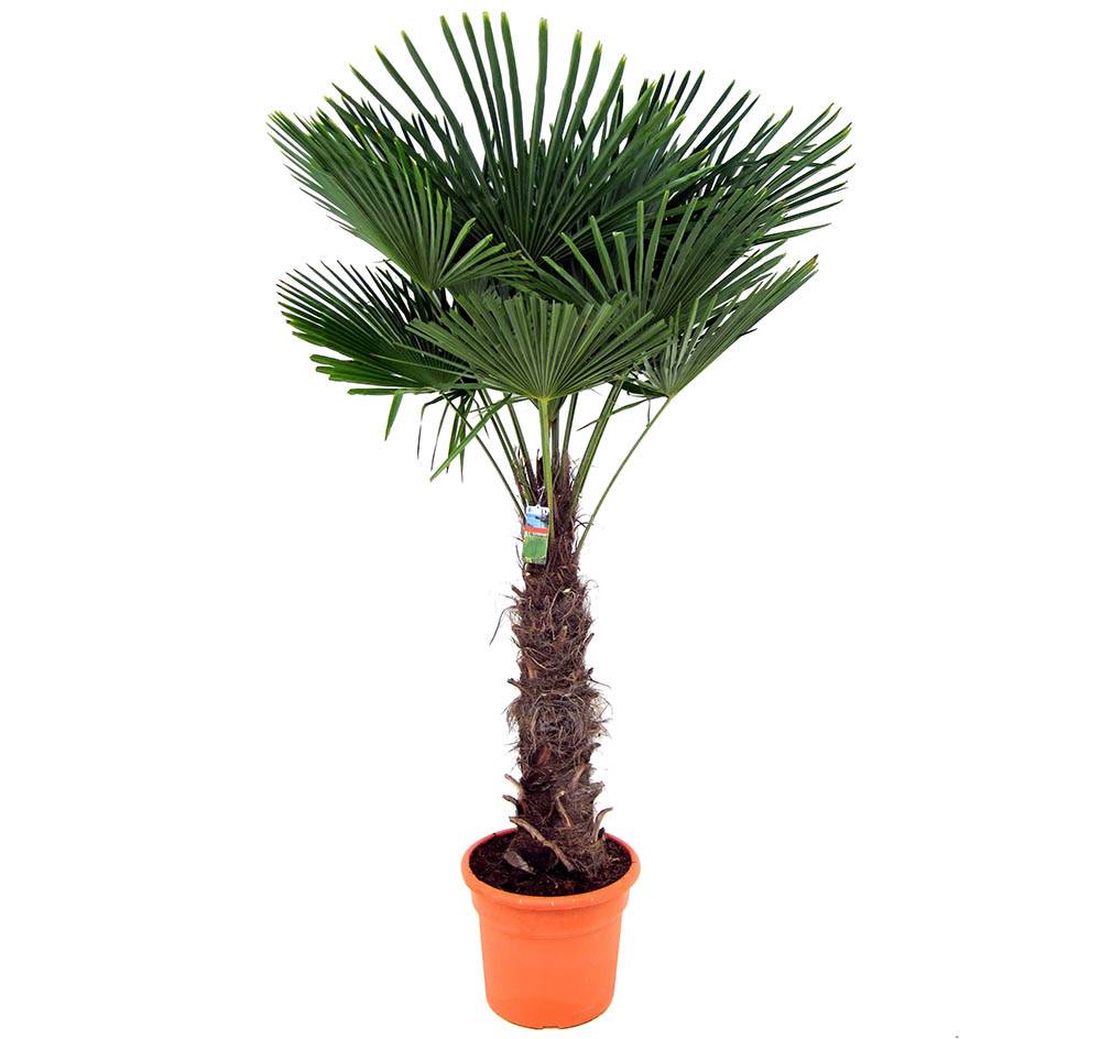 Kun Je Online Een Palmboom Kopen?
