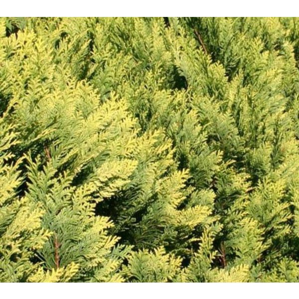 Chamaecyparis lawsoniana 'Allumi Gold' - multibol