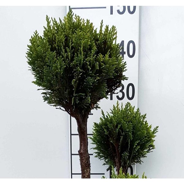 Chamaecyparis lawsoniana 'Ellwoodii' - multibol