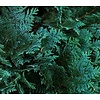 Chamaecyparis lawsoniana 'Allumi' - 3-bol