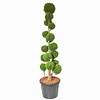 Chamaecyparis lawsoniana 'Sunkist' - pon-pon