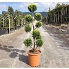 Cupressocyparis leylandii 'Gold Rider' - pon-pon