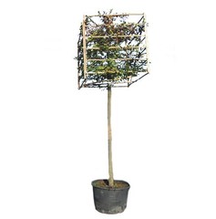Kubusbomen