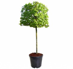 Kubusvorm bomen