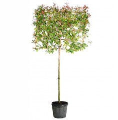 Leibomen