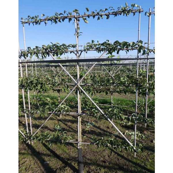 Pyrus communis 'Conference' Handpeer
