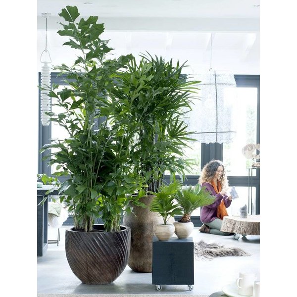 Rhapis Excelsa Stokpalm