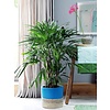 Rhapis Excelsa Stokpalm