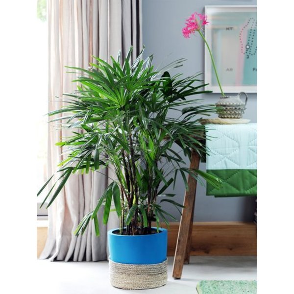 Rhapis Excelsa Stokpalm