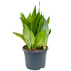 Sansevieria Masiona Moonshine Medium