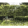 Malus domestica 'Elstar' - hoogstam lei-vorm
