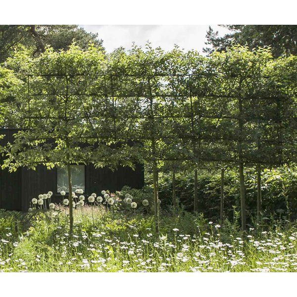 Malus domestica 'Elstar' - hoogstam lei-vorm