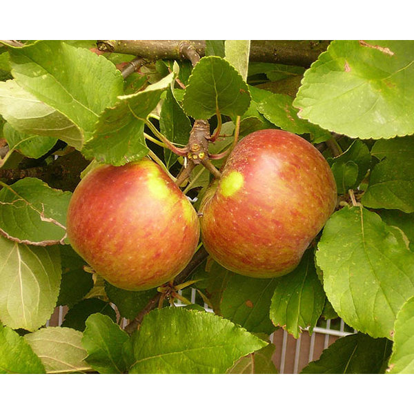 Malus domestica 'Elstar' - hoogstam lei-vorm