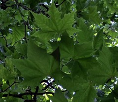 TYPE BOMEN