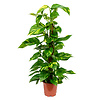 Epipremnum Scindapsus Aurus Mostok small