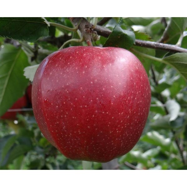 Malus Domestica 'Jonagold'