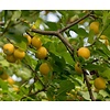 Prunus domestica 'Reine Claude D'Oullins' Pruim