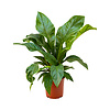 Anthurium Jungle Bush Flamingoplant