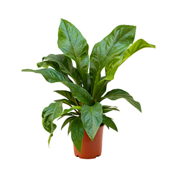 Anthurium Jungle Bush Flamingoplant