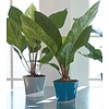 Anthurium Jungle Bush Flamingoplant