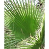Washingtonia Robusta - Mexicaanse Waaierpalm