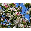 Malus 'Royal Beauty' Sierappel
