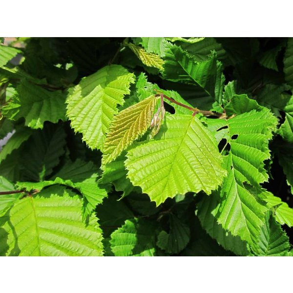 Carpinus betulus - boomvorm