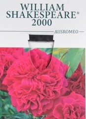 Rozen
