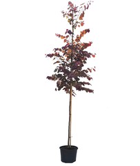 Judasbomen