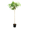 Albizia julibrissin Perzische Slaapboom