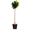 Prunus laurocerasus 'Otto Luyken' op stam