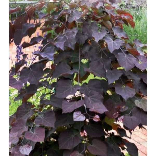 Cercis canadensis 'Ruby Falls' Judasboom