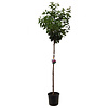 Japanse Sierkers 'Yedoensis'