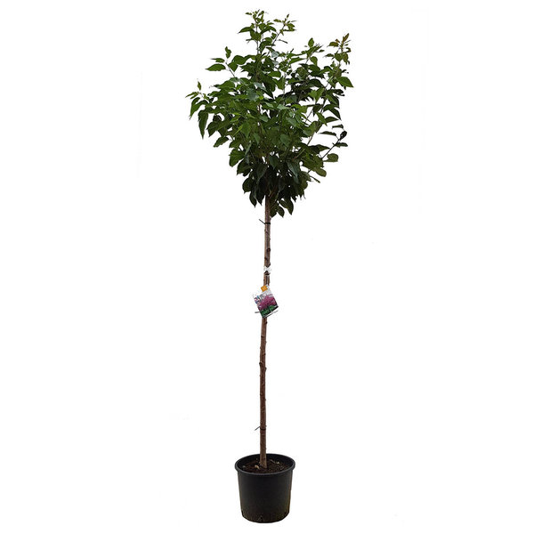 Japanse Sierkers 'Yedoensis'