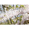 Japanse Sierkers 'Yedoensis'