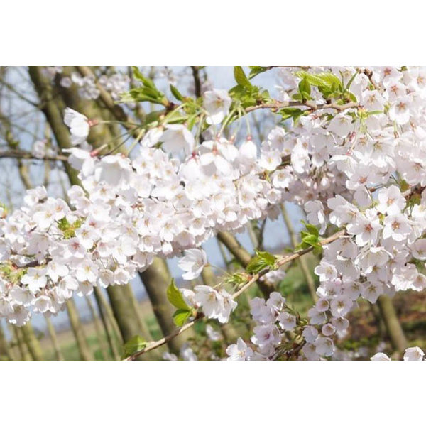 Japanse Sierkers 'Yedoensis'