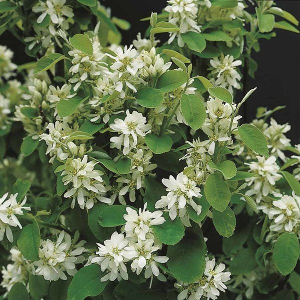 Amelanchier 'Rainbow Pillar' Krentenboom