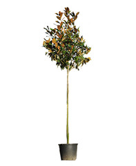 Bloesembomen