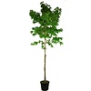 Liquidambar styraciflua Amberboom