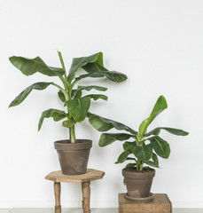 BANANENPLANT