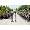 Prunus laurocerasus 'Otto Luyken' op stam
