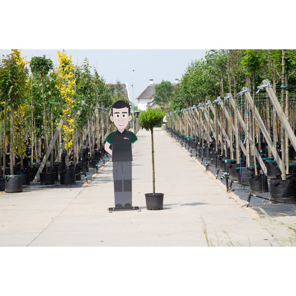 Prunus laurocerasus 'Otto Luyken' op stam