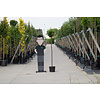 Prunus laurocerasus 'Otto Luyken' op stam