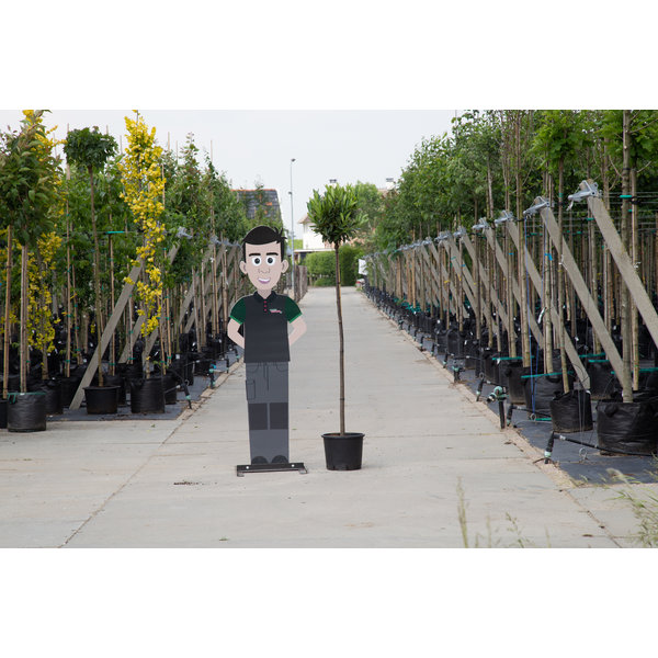 Prunus laurocerasus 'Otto Luyken' op stam