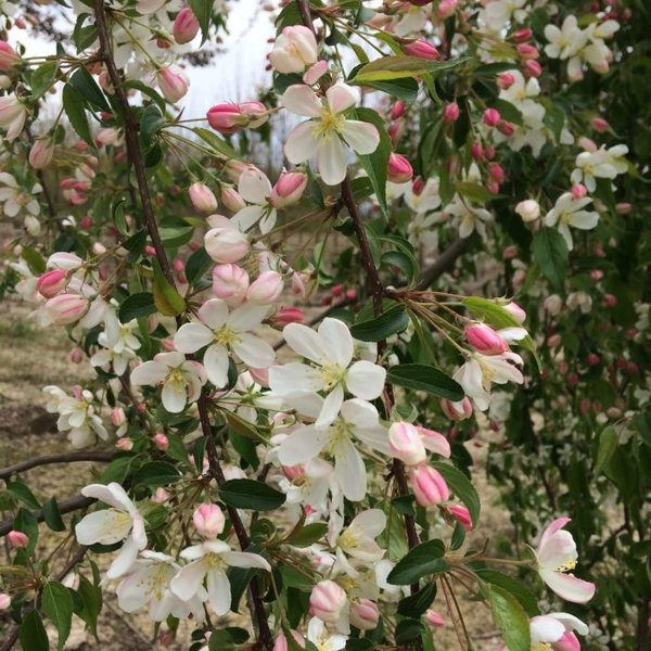 Malus 'Red Jade' Sierappel