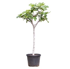 MEDITERRANE BOMEN