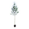 Sorbus aucuparia Wilde Lijsterbes