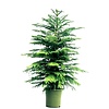 Araucaria Heterophylla (kamerden)