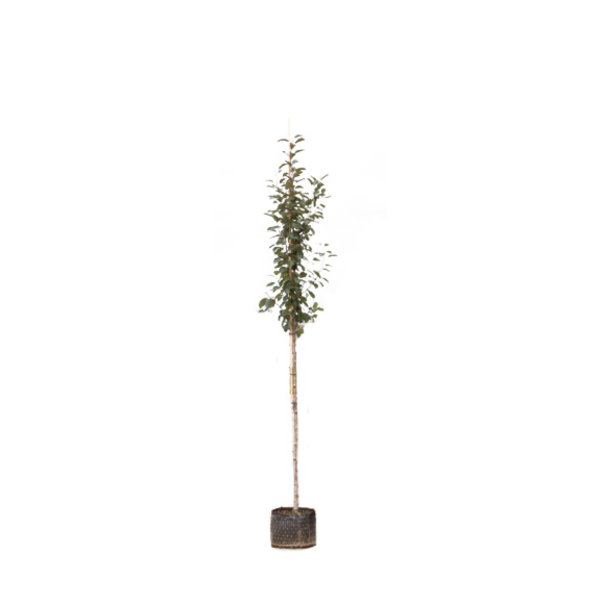 Malus 'Mokum'