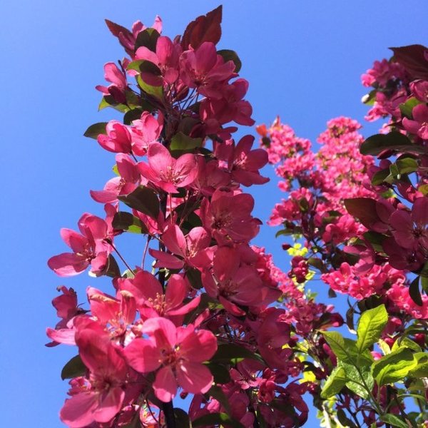 Malus 'Mokum'